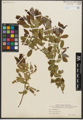 Foto von Salix triandra L.